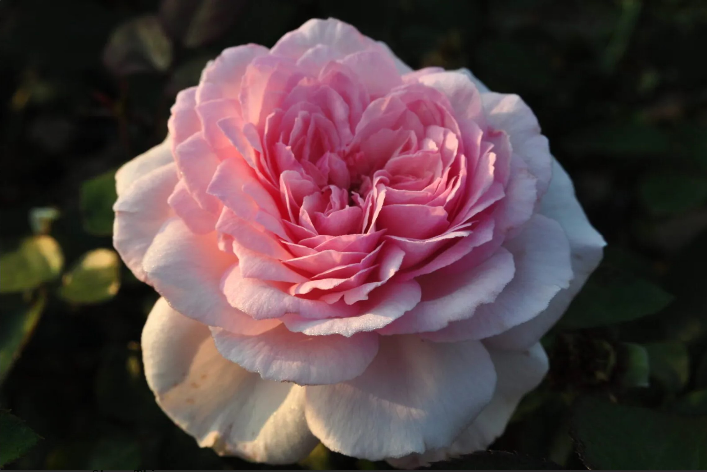 Alexandra – Princesse de Luxembourg ®
