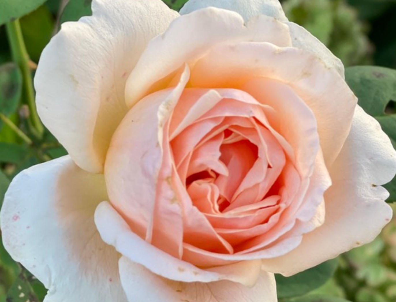Antico Amore ®