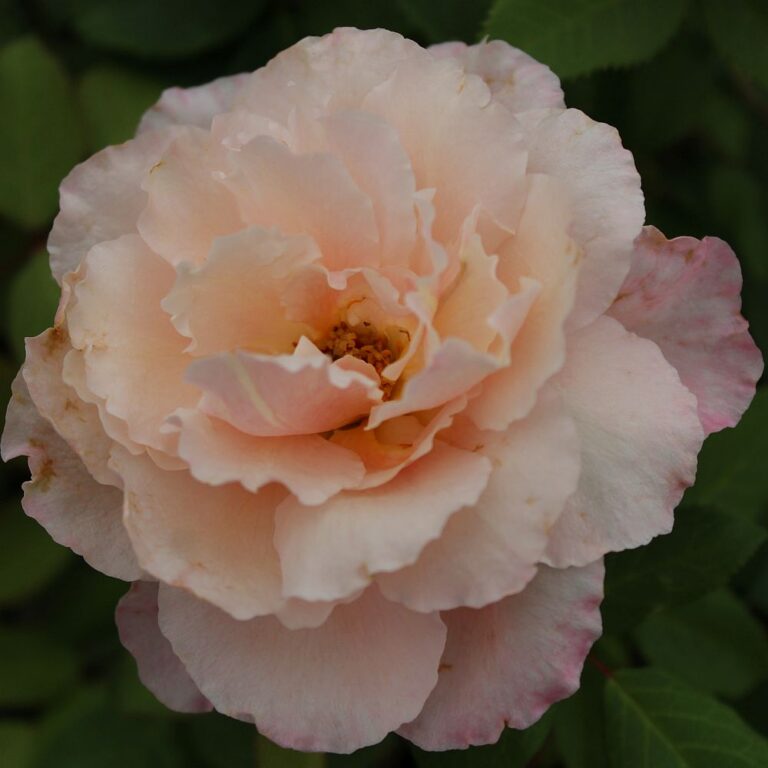 Belinda’s Blush™