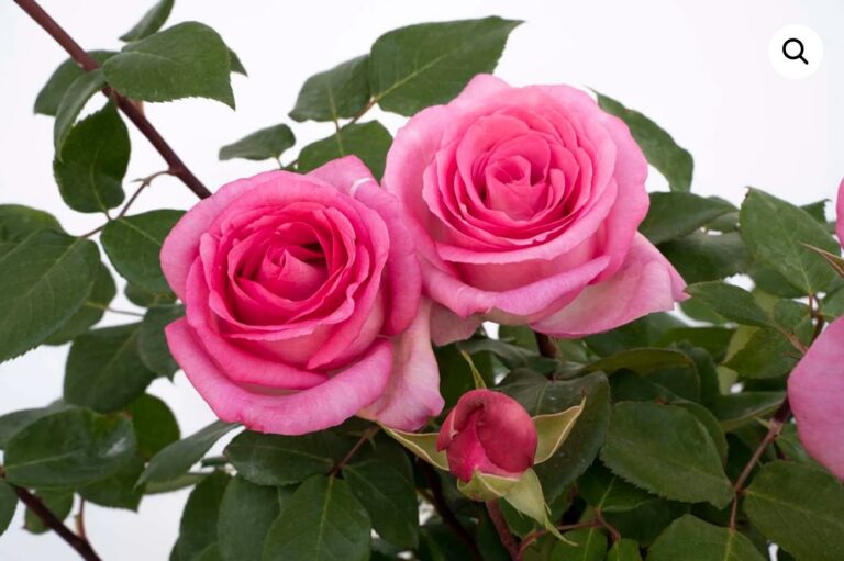 Eleganza® Beverly™