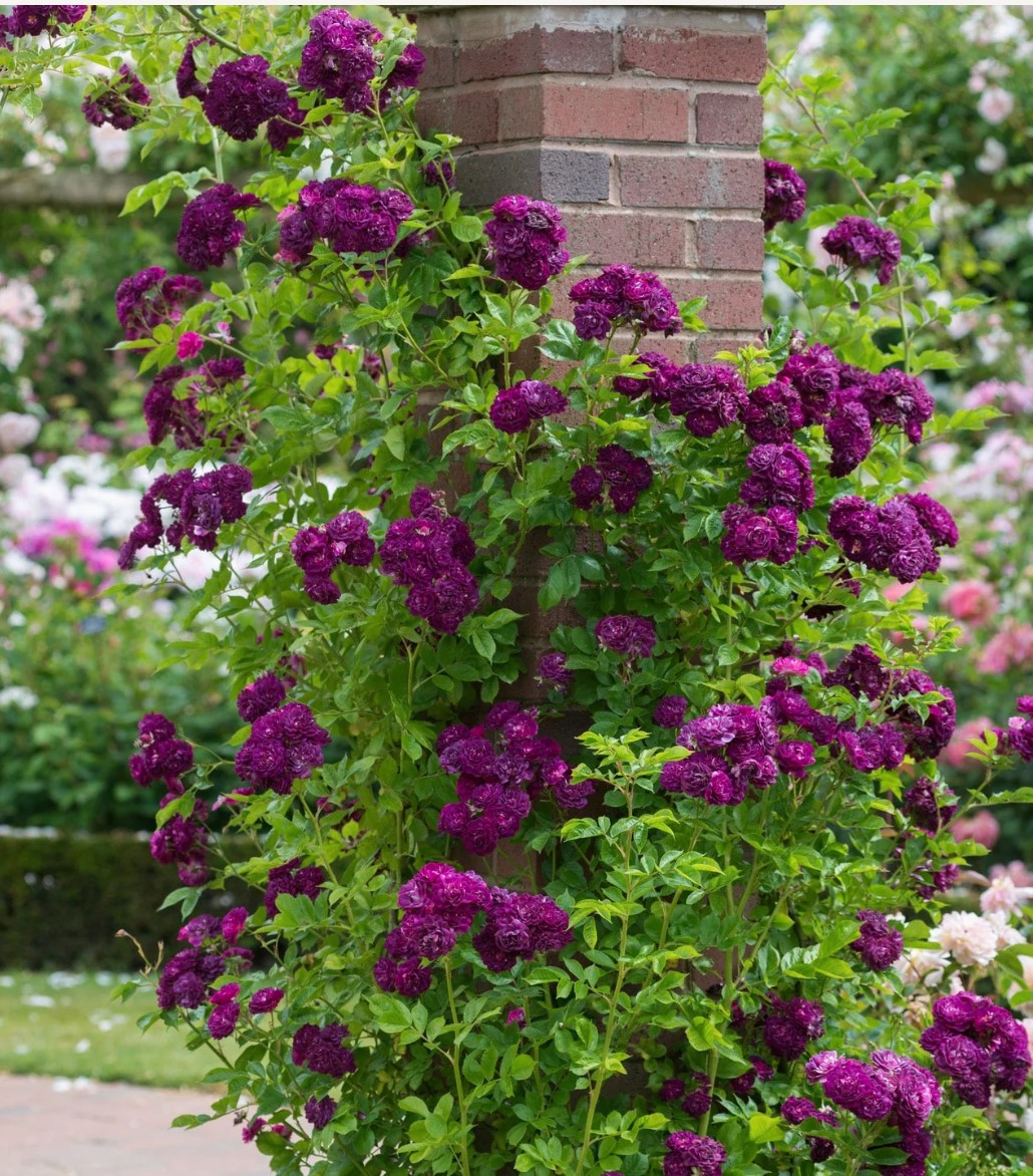 Blue Magenta