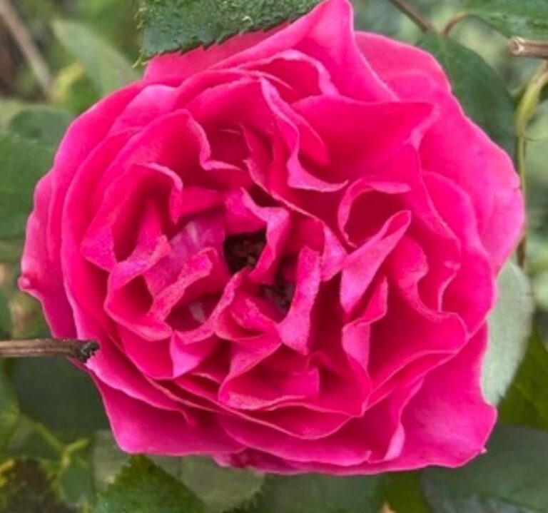 Celestine