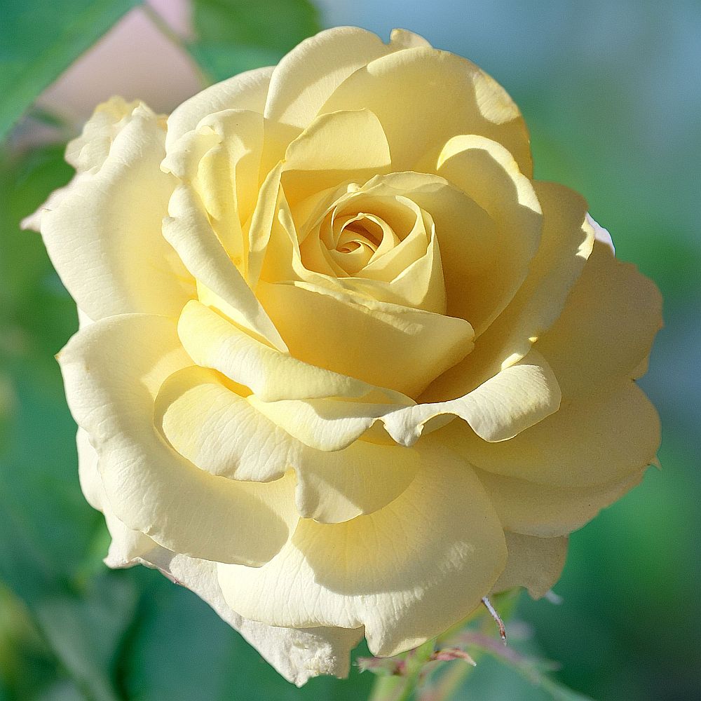 Chantilly Cream