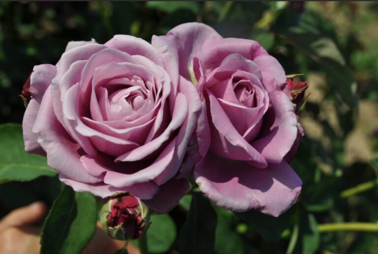 Charles de Gaulle ®