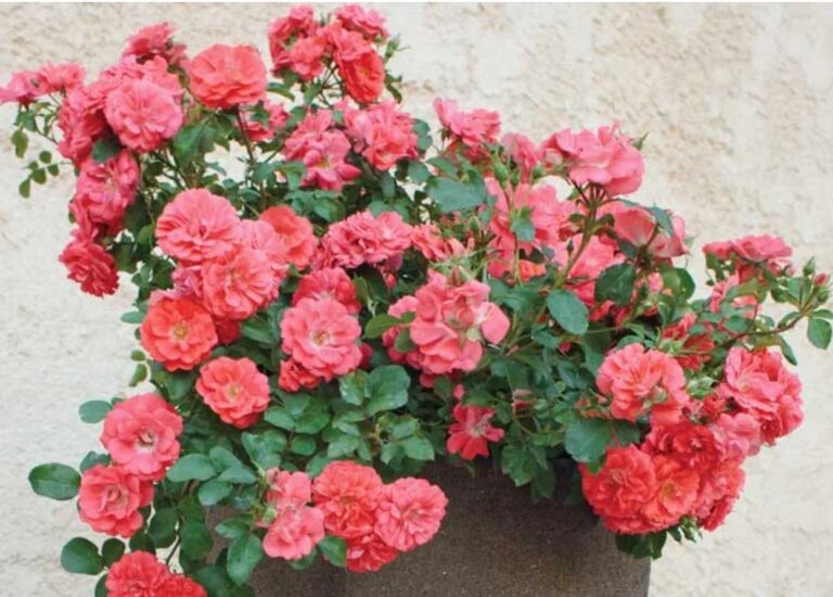 Coral Drift ®