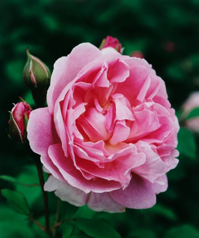Cottage Rose ® (AUSglisten)