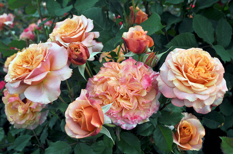 Sunbelt® Crazy Love™