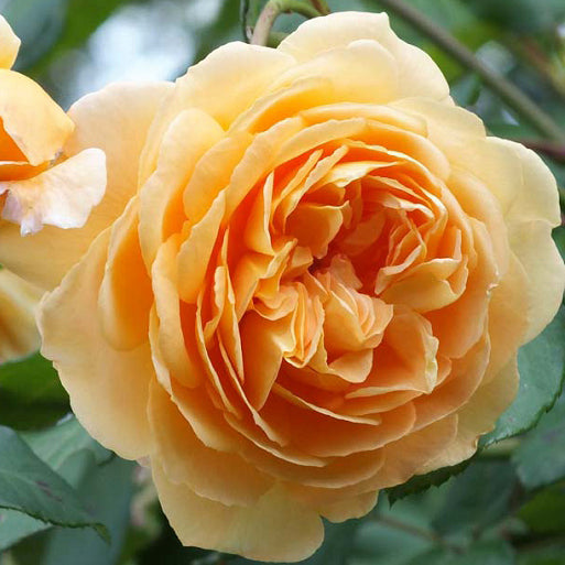 Crown Princess Margareta® (AUSwinter)