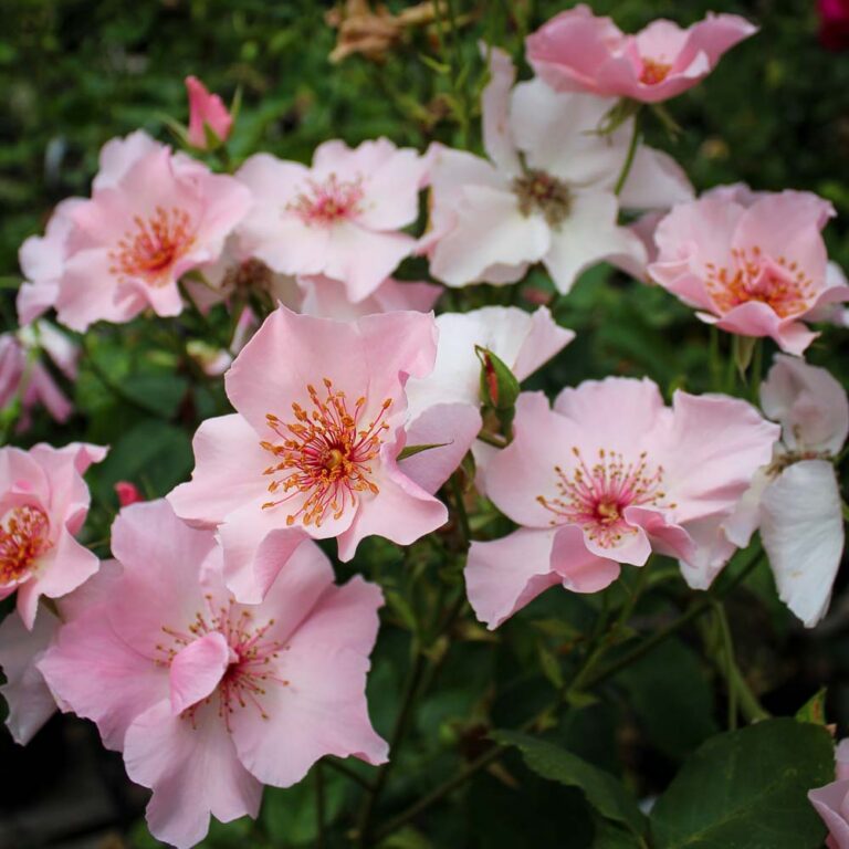Dainty Bess