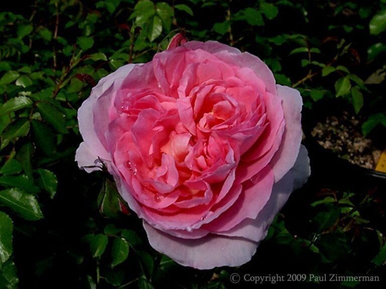 Dames de Chenonceau ®