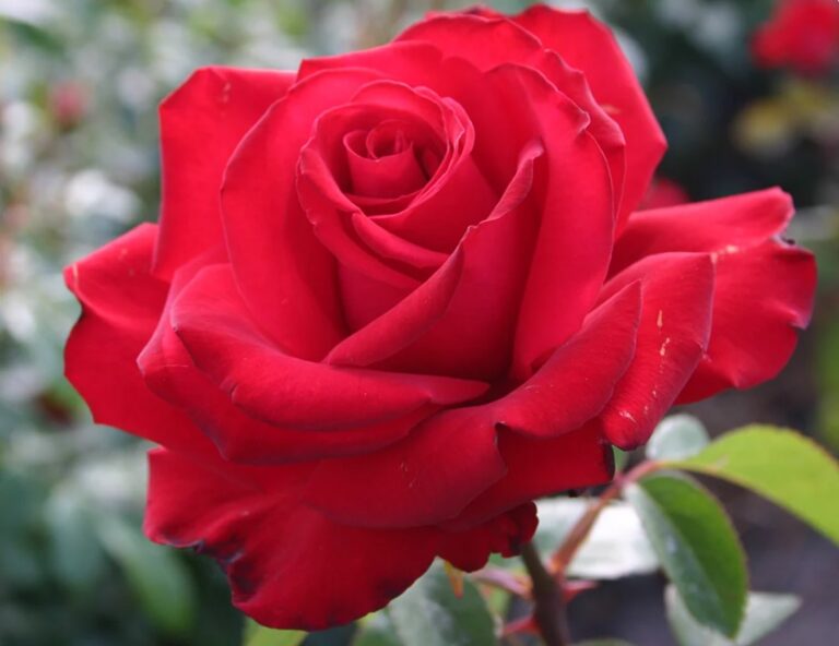 Sunbelt® Desmond Tutu™