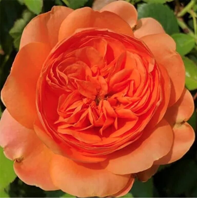 Double Ambre