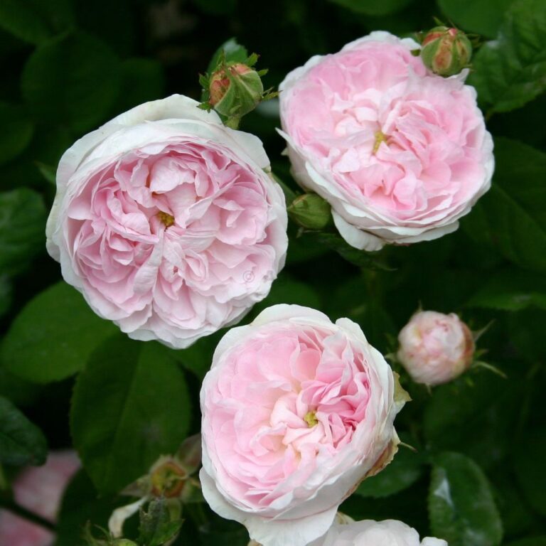 Duchesse de Montebello