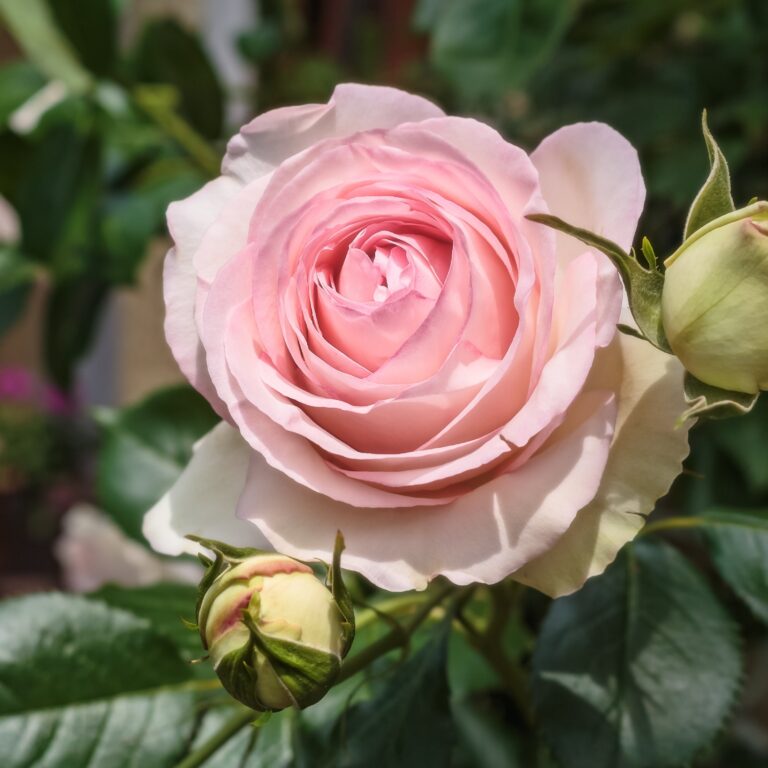 Eden Climber®