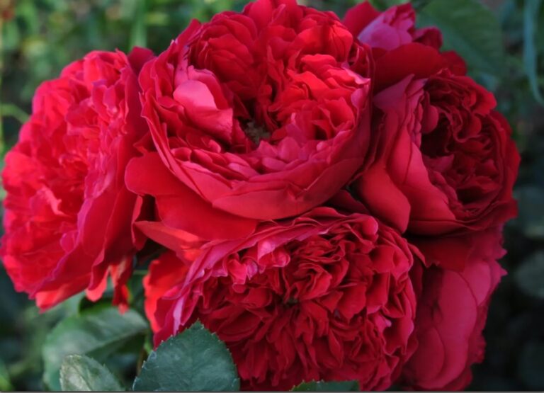 Florentina™ Arborose®