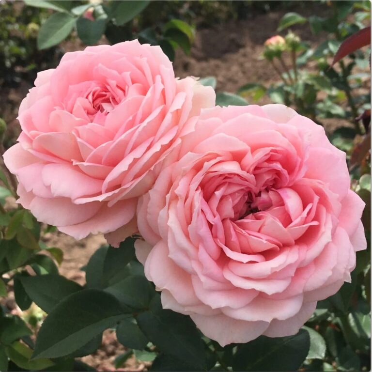 Forever Rose