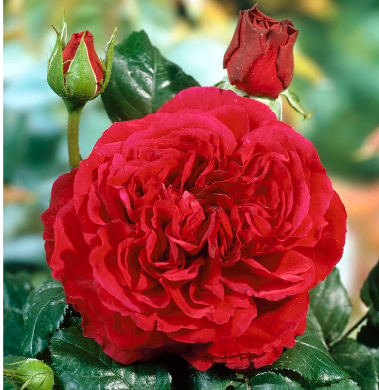 Fisherman’s Friend® (AUSchild)