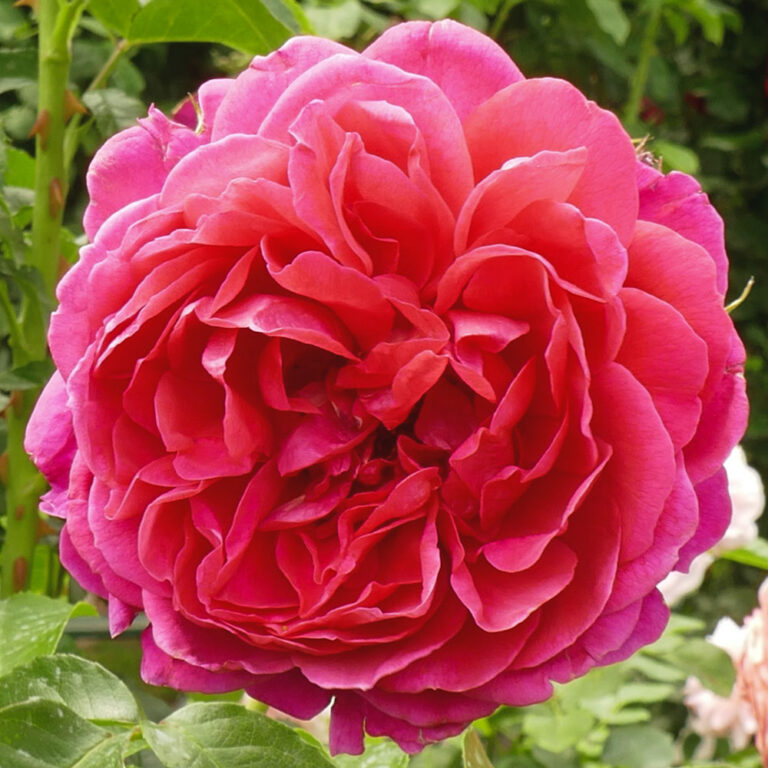 Flamenco Rosita