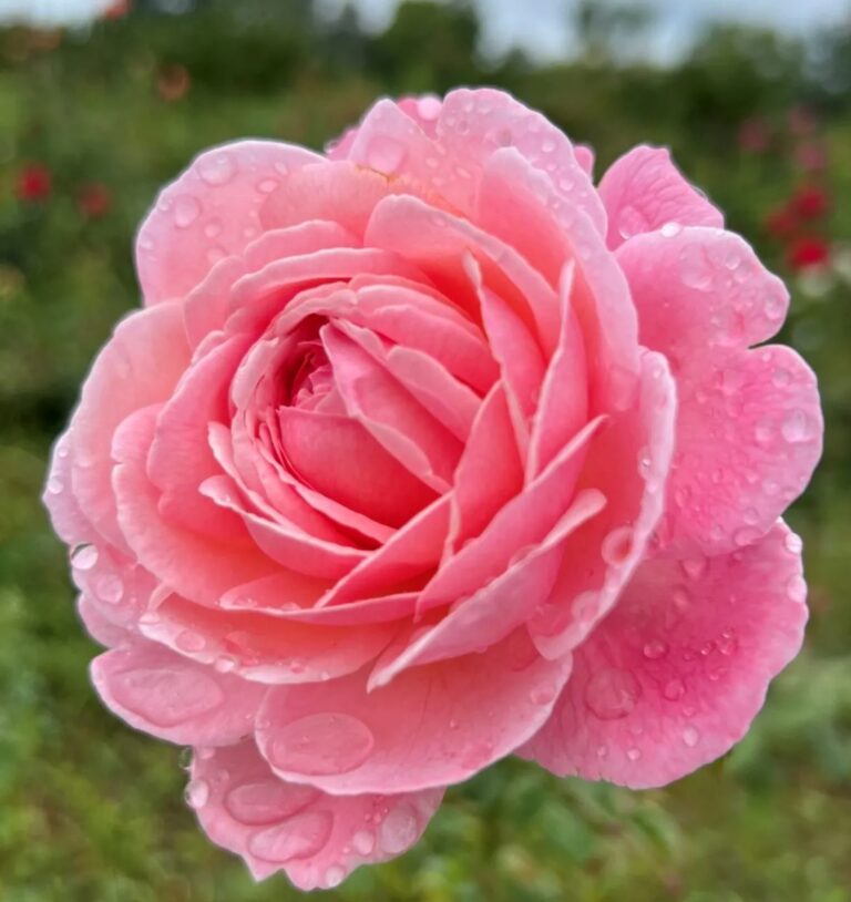 Flora Colonia