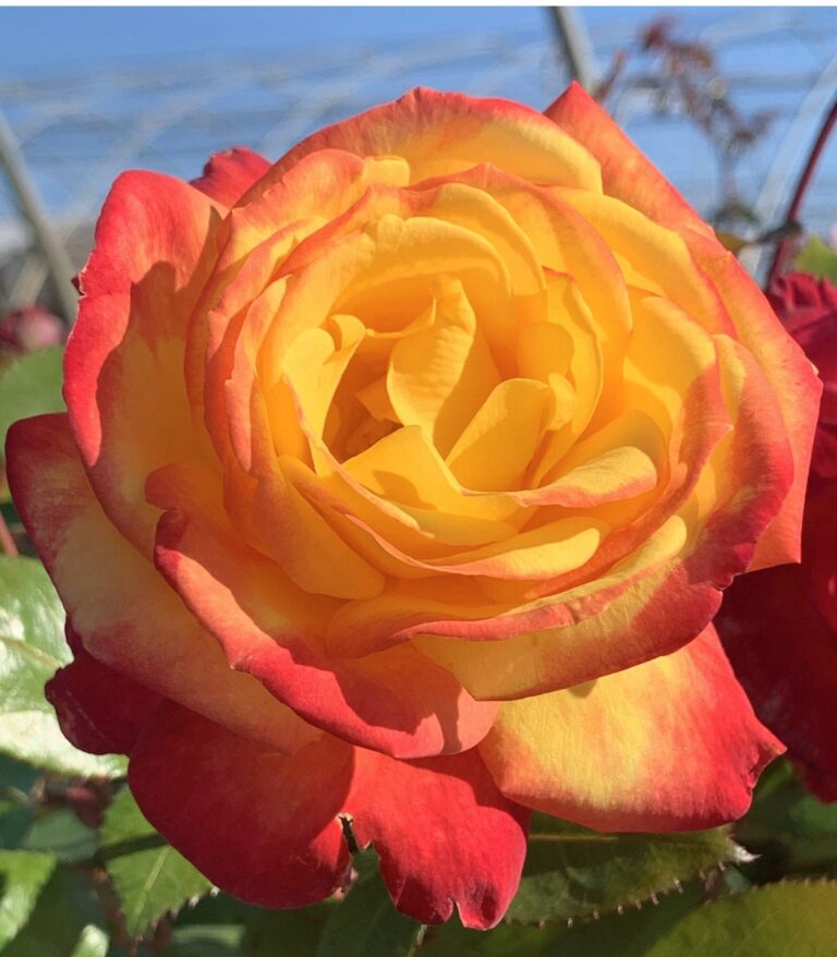 Sunbelt® Garden Flame™