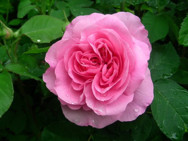 Gertrude Jekyll (AUSbord)