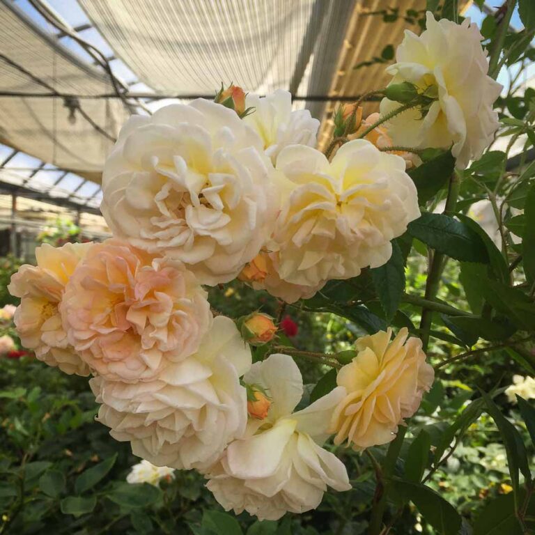 Ghislaine de Féligonde