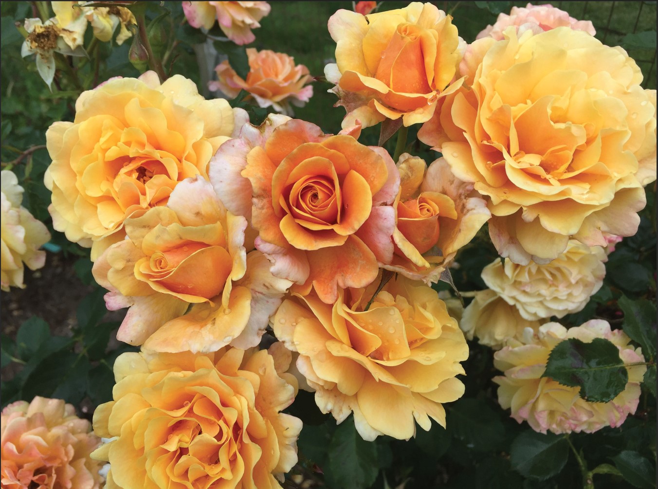 Glowing Inspiration (Gold and Great)