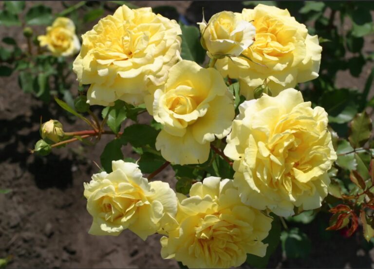 Golden™ Fairy Tale