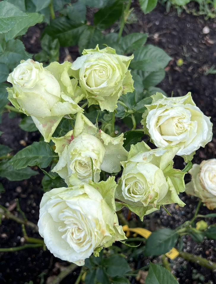Green Romantica®