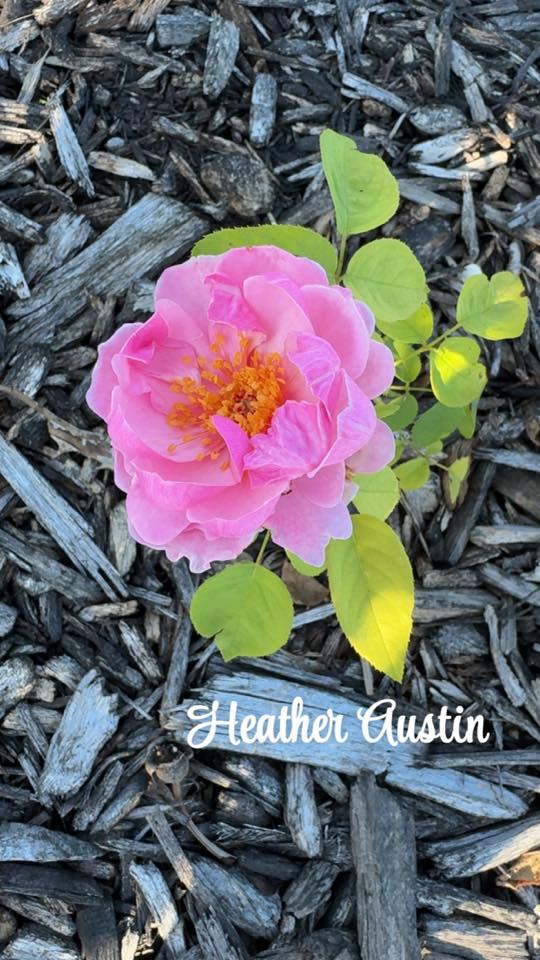 Heather Austin (AUScook)