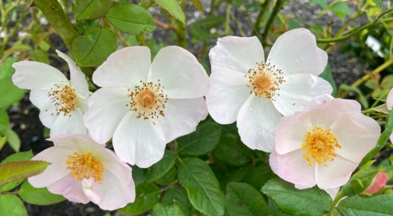 Heavenly Rosalind (AUSmash)