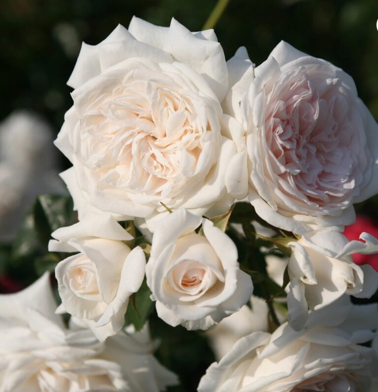 Arborose® Honeymoon™