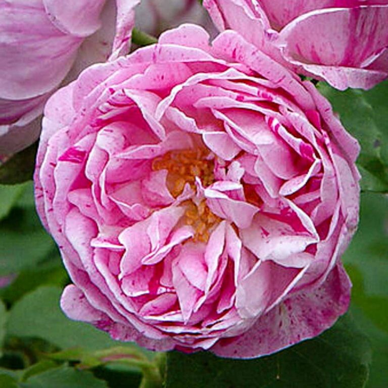Honorine De Brabant