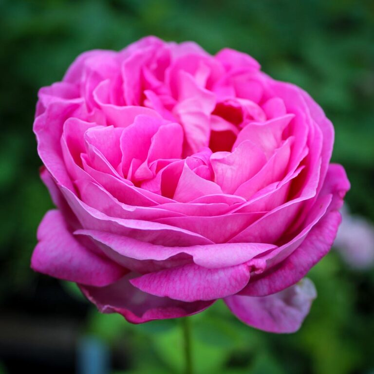 Jo An’s Pink Perpetual