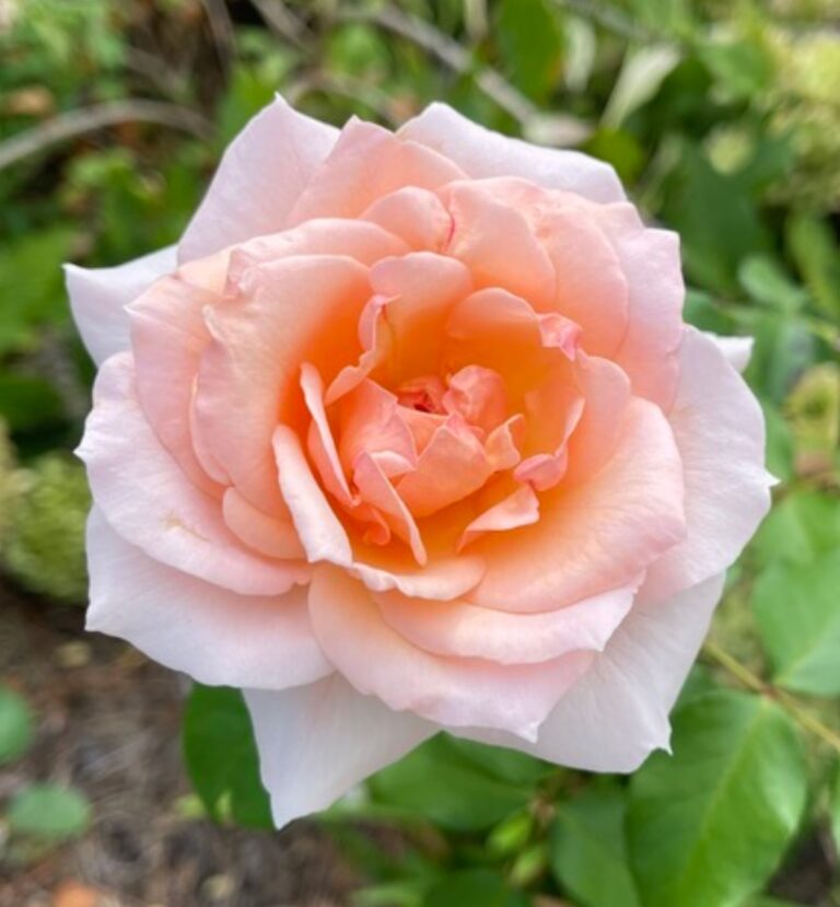 Johann Strauss