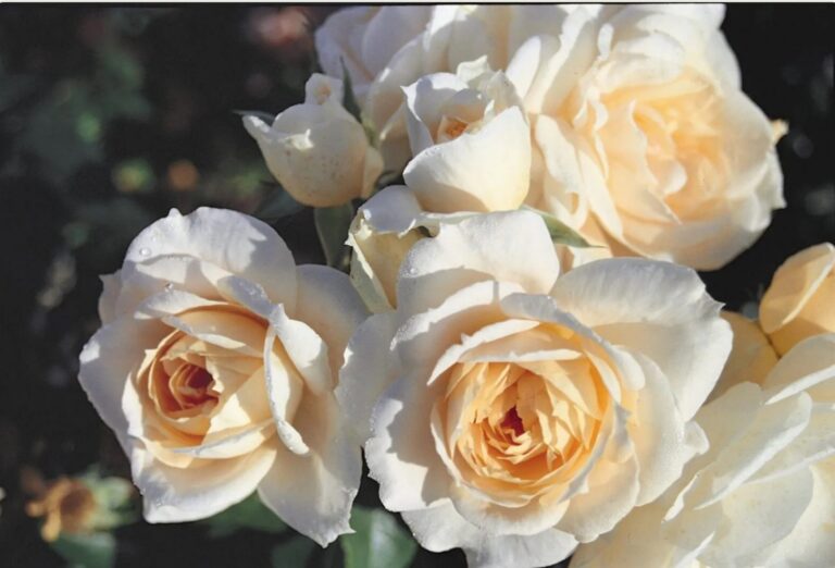 Lion’s™ Fairy Tale