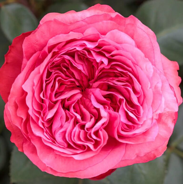 Loves Me, Loves Me Not™