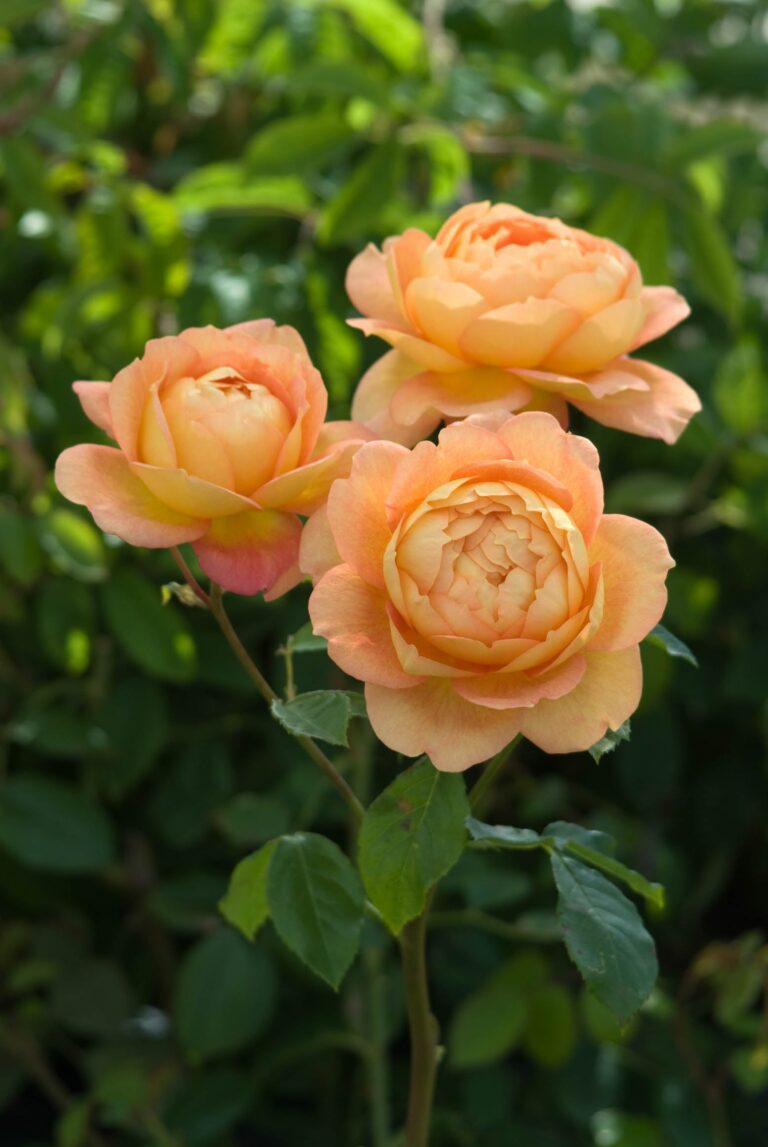 Lady of Shalott (AUSnyson)