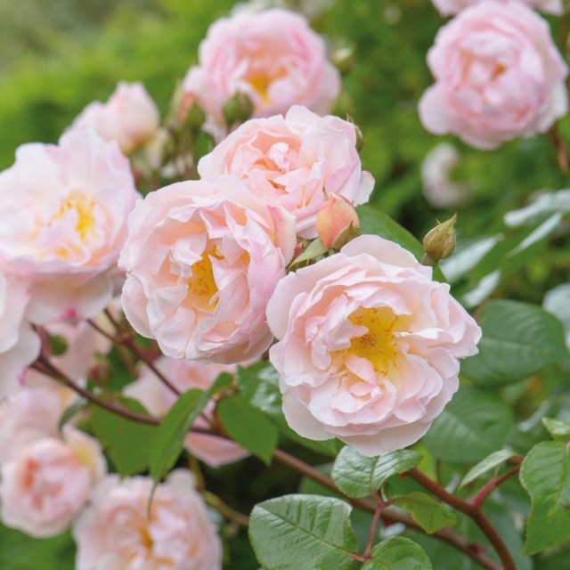 Lady of the Lake (AUSherbert)