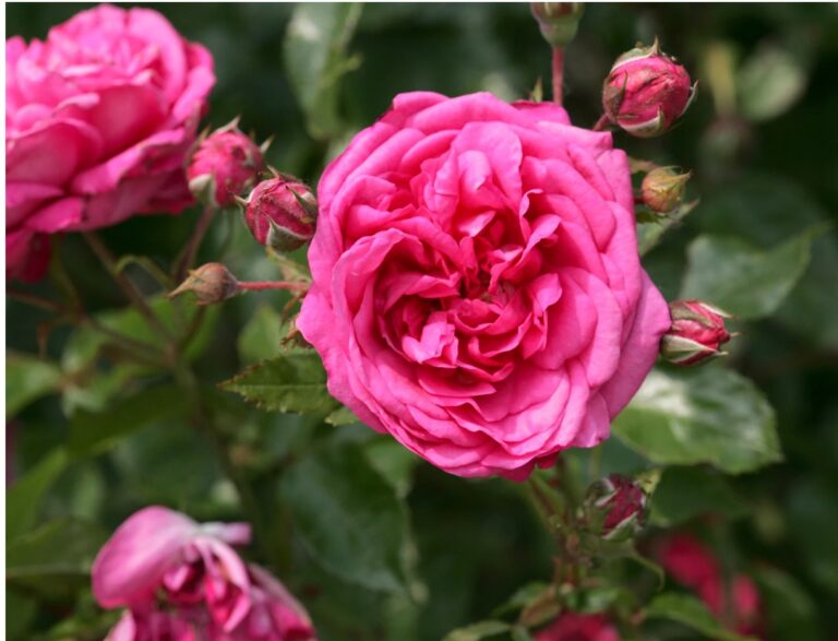 Arborose® Laguna™