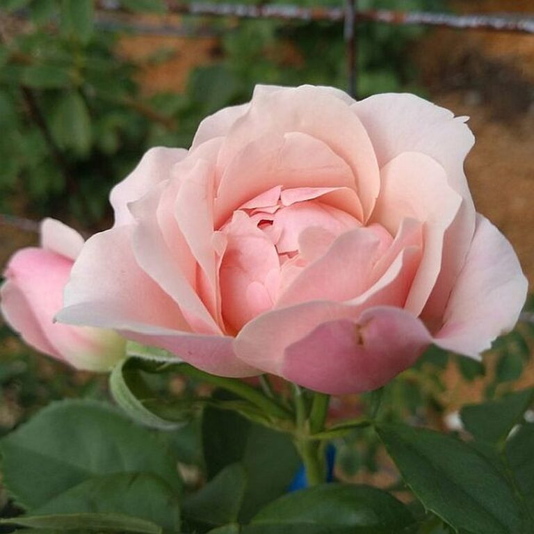 Love’s Blush