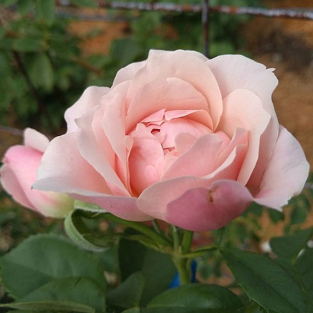 Love’s Blush