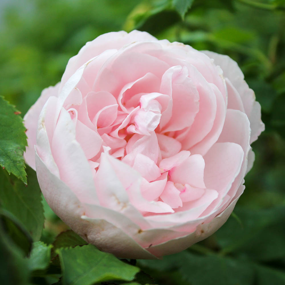 Madame Pierre Oger