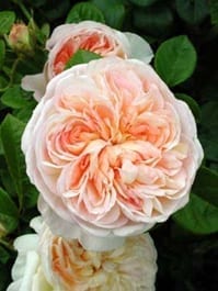 Marianne