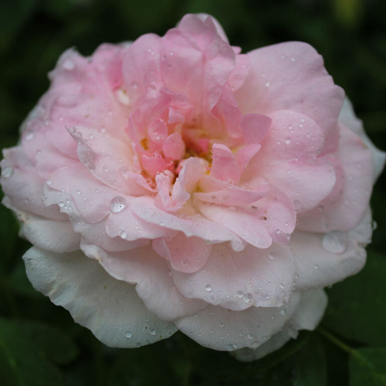 Mordon Blush