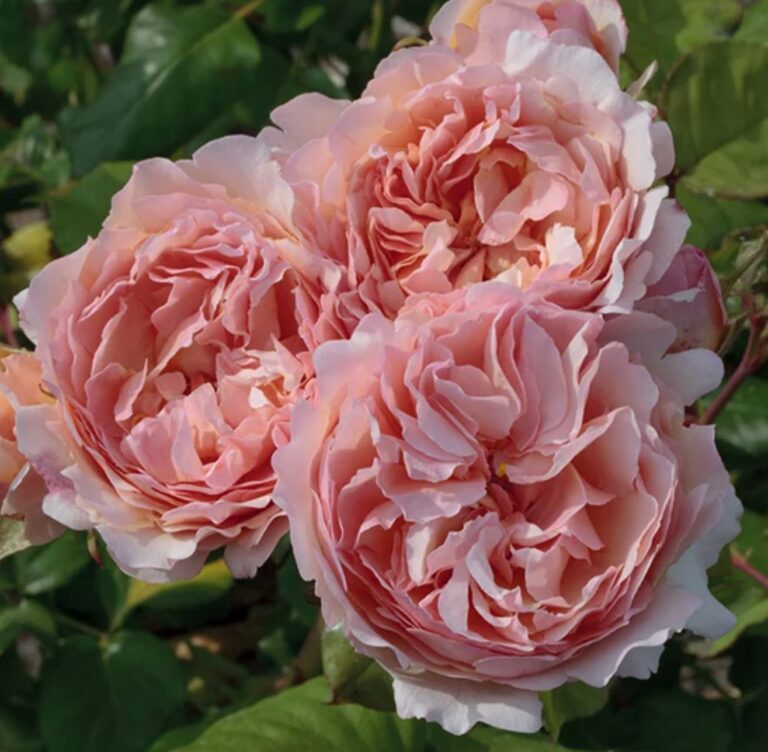 Princesse Charlene de Monaco®