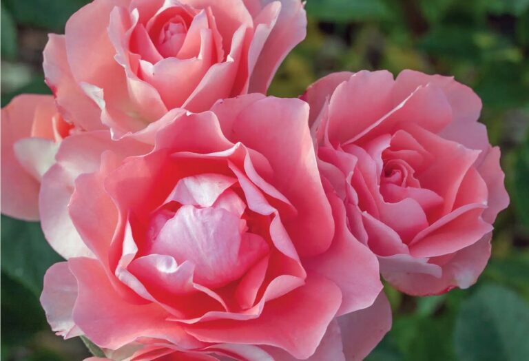 Passionate Kisses®