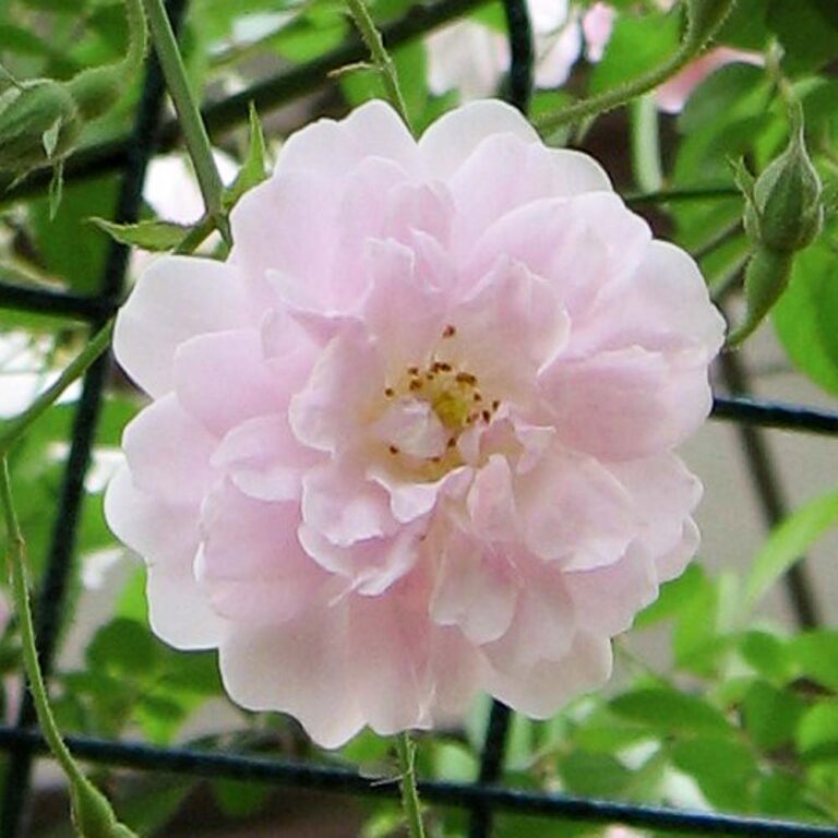 Paul’s Himalayan Musk