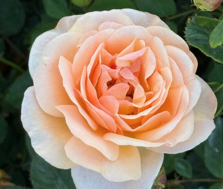 Peach Glory
