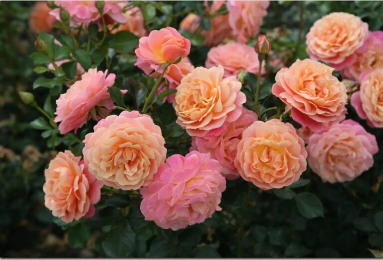 Peach Melba